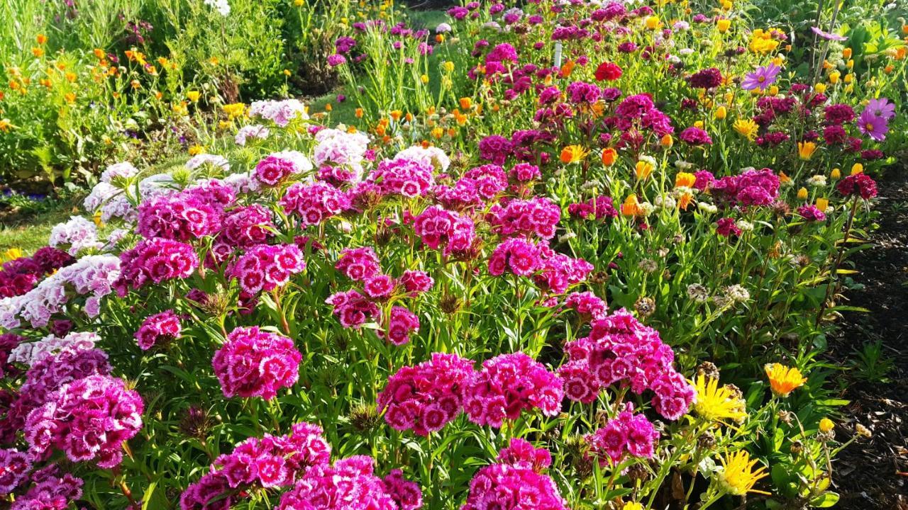 Апартаменты Blooming Delight Тауранга Экстерьер фото